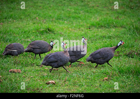 Helmeted faraone (Numida meleagris), gruppo, foraggio, Pantanal, Mato Grosso, Brasile Foto Stock