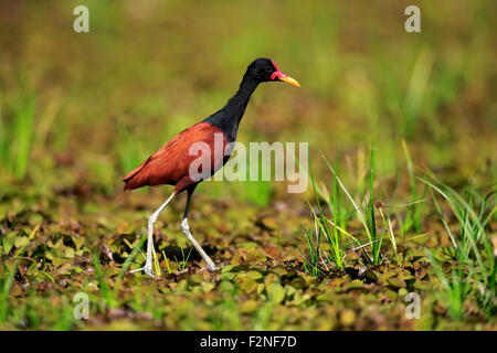 Wattled jacana (Jacana jacana), Adulto rovistando, Pantanal, Mato Grosso, Brasile Foto Stock