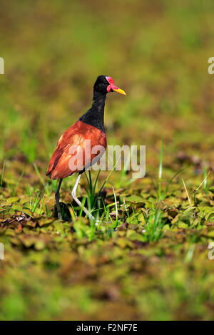 Wattled jacana (Jacana jacana), Adulto rovistando, Pantanal, Mato Grosso, Brasile Foto Stock