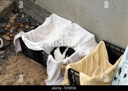 Freddies Casa Cat stazione di alimentazione, Rubicom Marina, Las Coloradas, Playa Blanca, Lanzarote, Isole Canarie, Spagna. Foto Stock