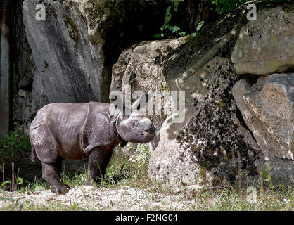 Il rinoceronte indiano (Rhinoceros unicornis) nove giorni di old bull, Zoo di Hellabrunn, Monaco di Baviera, Germania Foto Stock
