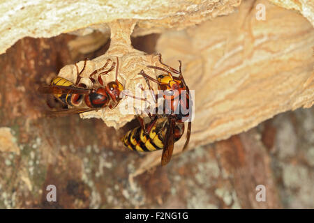 Unione hornet queen, hornet regina lavoratore (Vespa crabro), su un nuovo pettine, Germania Foto Stock