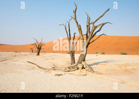 Morto il camel Thorn trees (Acacia erioloba) in Deadvlei, Sossusvlei, Namib Desert, Namibia Foto Stock