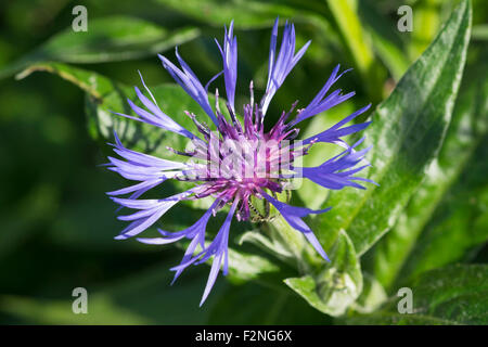 Perenne Fiordaliso (Centaurea montana), Chiemgau Alpi, Alta Baviera, Baviera, Germania Foto Stock