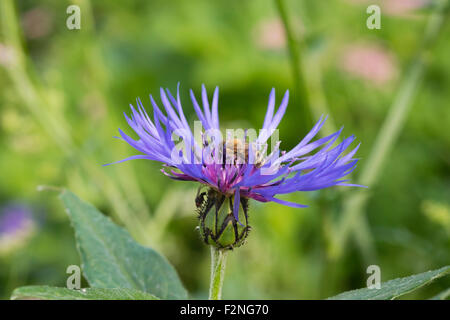 Honeybee (Apis mellifera) sulla perenne Fiordaliso (Centaurea montana), Chiemgau Alpi, Alta Baviera, Baviera, Germania Foto Stock