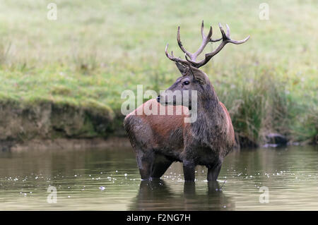 Il cervo (Cervus elaphus) in piedi nell'acqua di stagno di foresta, captive, Nord Reno-Westfalia, Germania Foto Stock