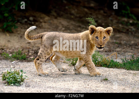 Giovani lion (Panthera leo), in piedi, captive Foto Stock