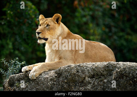 Leonessa (Panthera leo), seduta su una roccia, captive Foto Stock