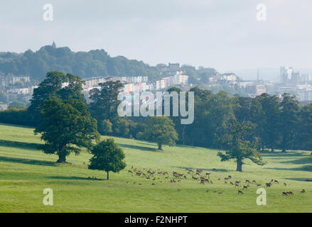 Il cervo a Ashton Court. Bristol. Regno Unito. Foto Stock