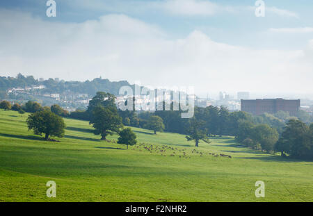 Il cervo a Ashton Court. Bristol. Regno Unito. Foto Stock