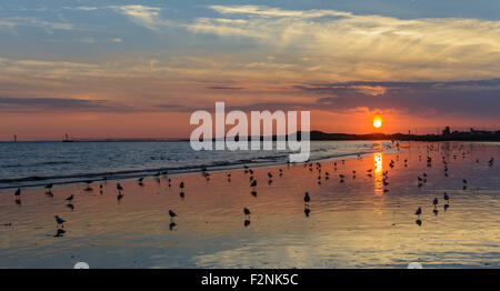 La riflessione del sole su una spiaggia al tramonto con gli uccelli relax sulla sabbia. Il concetto di pace. Concetto di calma. La bellezza naturale del concetto. Foto Stock