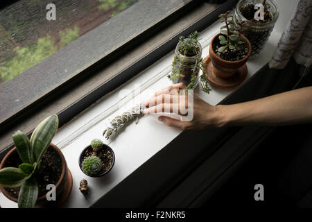 Stretta di mano disponendo le piante nel davanzale Foto Stock