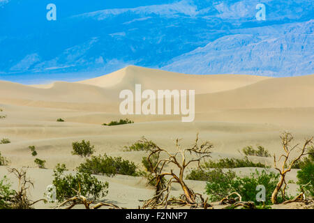 Spazzola di erba che cresce in dune di sabbia del deserto Foto Stock