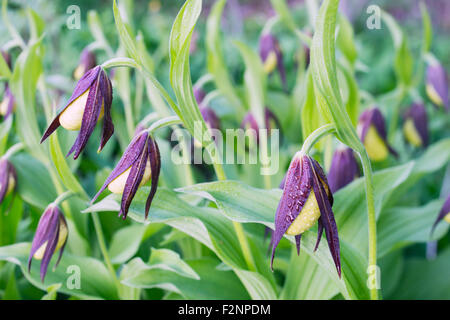 Lady's-slipper orchid Foto Stock