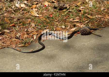 Una fotografia di nero coachwhip snake, che era stato avvistato nei pressi di Savannah in Georgia, Stati Uniti d'America. Foto Stock