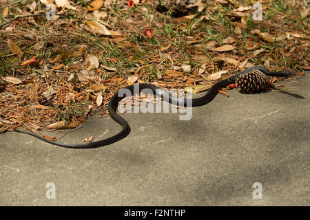 Una fotografia di nero coachwhip snake, che era stato avvistato nei pressi di Savannah in Georgia, Stati Uniti d'America. Foto Stock