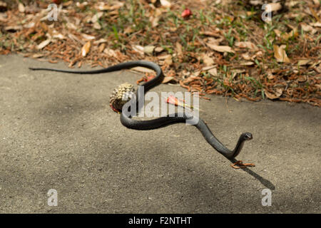 Una fotografia di nero coachwhip snake, che era stato avvistato nei pressi di Savannah in Georgia, Stati Uniti d'America. Foto Stock