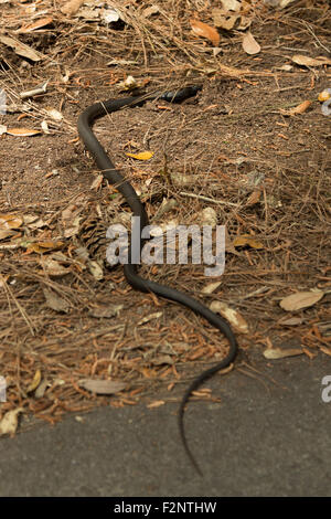 Una fotografia di nero coachwhip snake, che era stato avvistato nei pressi di Savannah in Georgia, Stati Uniti d'America. Foto Stock