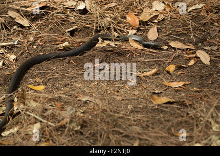 Una fotografia di nero coachwhip snake, che era stato avvistato nei pressi di Savannah in Georgia, Stati Uniti d'America. Foto Stock