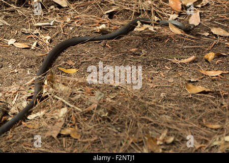 Una fotografia di nero coachwhip snake, che era stato avvistato nei pressi di Savannah in Georgia, Stati Uniti d'America. Foto Stock