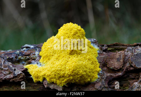 Uova strapazzate slime o fiori di tan (Fuligo septica), una specie di melma plasmodial stampo, sulla corteccia di un morto pino Foto Stock