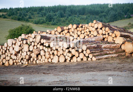 Abbattimento degli alberi operazioni forestali nel Parco Nazionale di Dartmoor, Bellever foresta, Postbridge, Devon, Inghilterra, Regno Unito Foto Stock