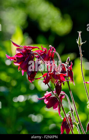 Crimson fiori di aquilegia "nonni" del cofano Foto Stock