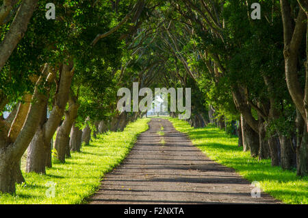 Un lungo viale alberato ingresso in una fattoria nel Nuovo Galles del Sud, Australia Foto Stock