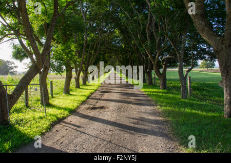 Un lungo viale alberato ingresso in una fattoria nel Nuovo Galles del Sud, Australia Foto Stock