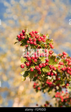 Ritratto di Albero di biancospino mayflower, Crataegus monogyna. Foto Stock