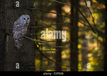 Ural Owl / Habichtskauz ( Strix uralensis ) si siede in un albero, guarda oltre la sua spalla, un bel sole flares in background. Foto Stock