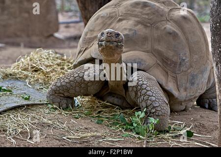 Le Galapagos La tartaruga gigante (Chelonoidis nigra) è la più grande specie viventi di tartaruga e può andare senza mangiare né bere per circa un anno. Foto Stock