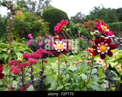 Maria Evelyn dahlia tra le piante erbacee estate confine a Chenies Manor Garden nel settembre; sfumature di rosa e fiori di colore rosso. Foto Stock