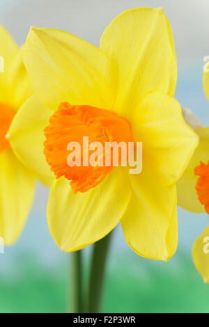 Narcissus 'Red Devon' Daffodil divisione 2 Grande tazza Marzo Foto Stock