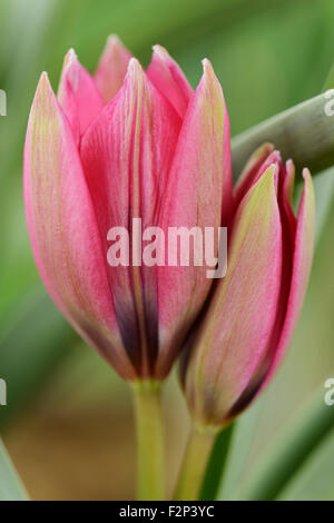 Tulipa 'po' di bellezza' AGM Tulip Miscellaneous tulip Aprile Foto Stock