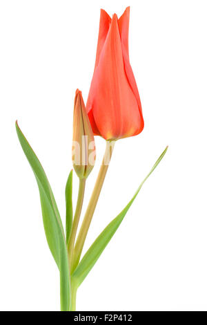 Tulipa praestans 'Van Tubergen ha ricevuto la varietà " Tulip Miscellaneous tulip fiore chiuso e bud Aprile Foto Stock