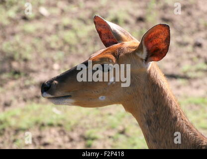 Primo piano della testa di una femmina di South African Nyala Antilope (Tragelaphus angasii, Nyala angasii), visto di profilo Foto Stock