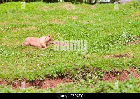 Nero prairie codato marmotta, cynomys ludovicianus, in un ambiente di giardino zoologico Foto Stock