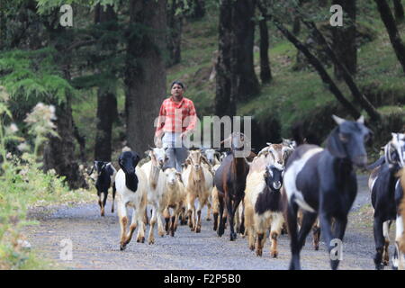 Foto scattata in India del nord mentre trekking vicino a Himalaya e passando attraverso alcuni abitanti del villaggio Foto Stock