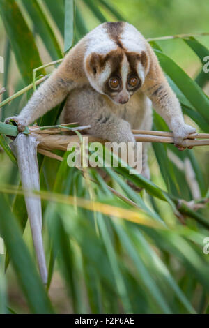 Javan Slow loris (Nycticebus javanicus) su un albero di bambù a Giava Occidentale, Indonesia. Foto Stock