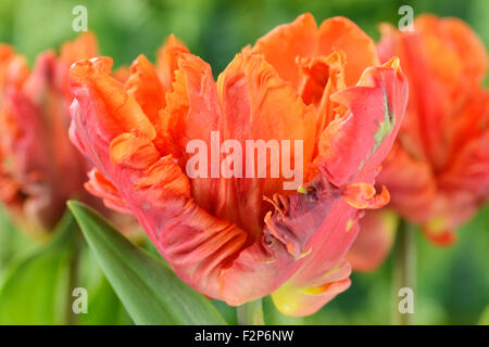 Tulipa 'Monarch Parrot' Tulip Parrot Gruppo Aprile Foto Stock