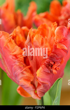 Tulipa 'Monarch Parrot' Tulip Parrot Gruppo Aprile Foto Stock