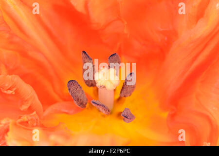 Tulipa 'Monarch Parrot' Tulip Parrot Gruppo Aprile Foto Stock