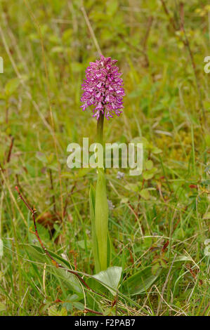 Signora/scimmia hybrid orchid,(porpora Orchis simia x), rare e in pericolo di estinzione Hartslock ibrido, Oxfordshire. Regno Unito Foto Stock