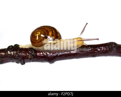 Baby Garden lumaca (Helix Aspersa/cornu aspersum) trenta giorni di età su ramoscello Foto Stock