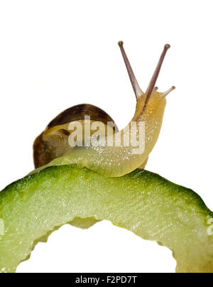 Baby Garden lumaca (Helix Aspersa/cornu aspersum) trenta giorni di età su cetriolo Foto Stock