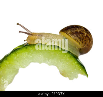 Baby Garden lumaca (Helix Aspersa/cornu aspersum) trenta giorni di età su cetriolo Foto Stock