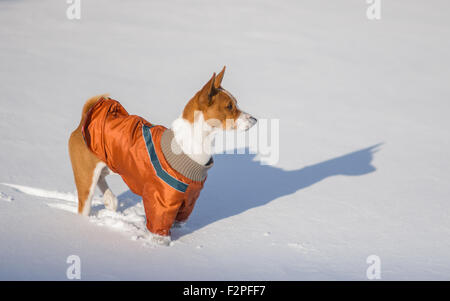 African cane basenji esitando gioco quando vedere così tanta neve Foto Stock