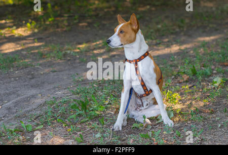 Basenji dog sitter sul terreno e in attesa per il master (shallow dof) Foto Stock