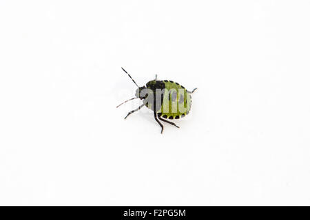 Giardinaggio scudo verde Bug Palomena prasina, 4a ninfa instar, noto anche come green stink bug Foto Stock